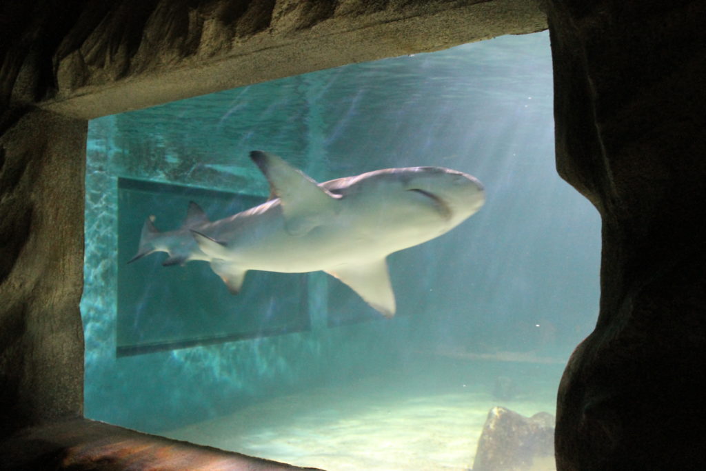 Squalo nell'Acquario nell Tropicalium Prk